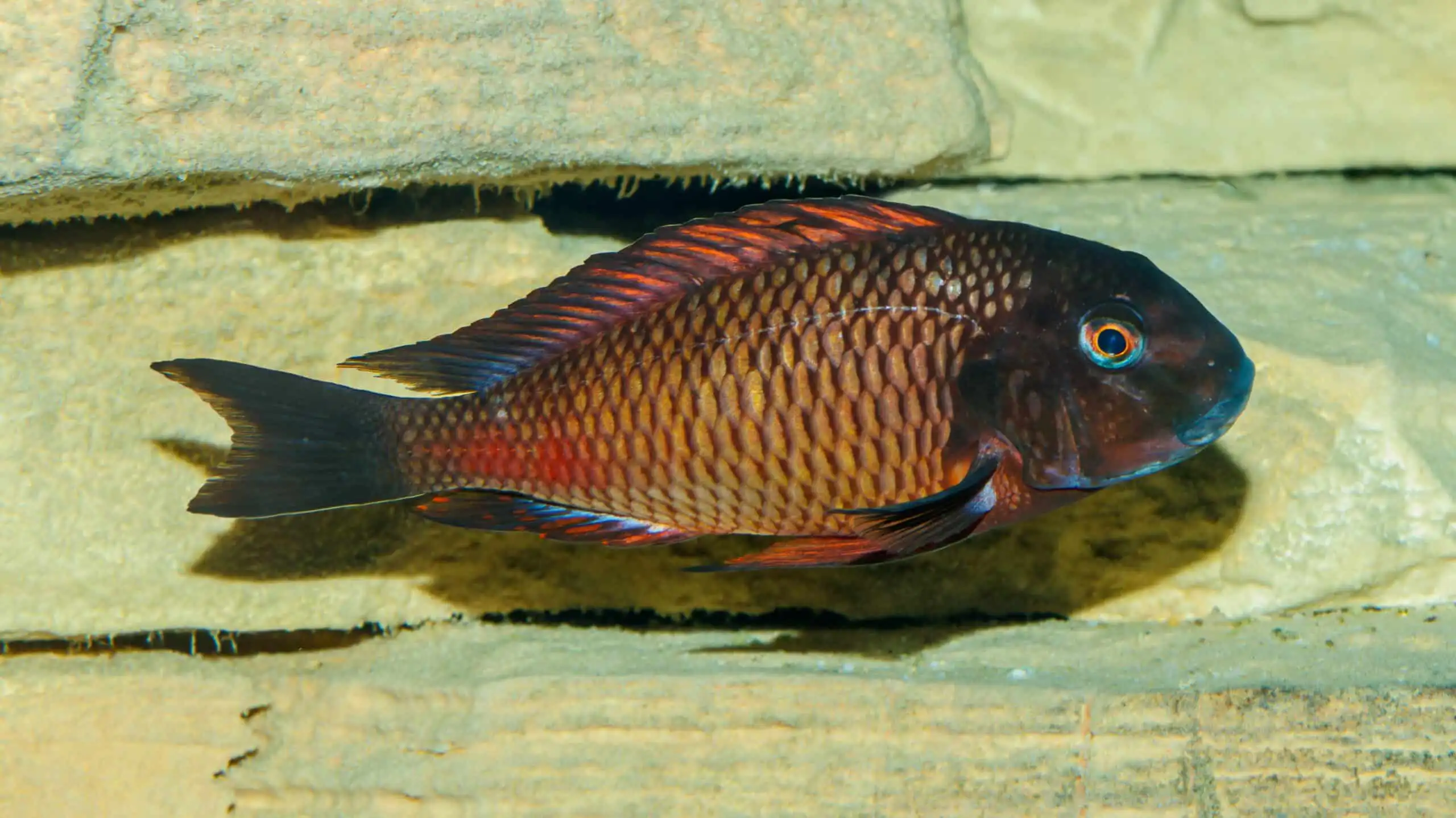 تروفئوس موری (Tropheus moorii)