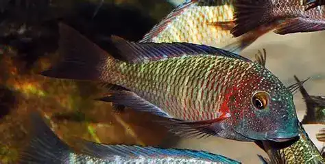 تروفئوس موری (Tropheus moorii)