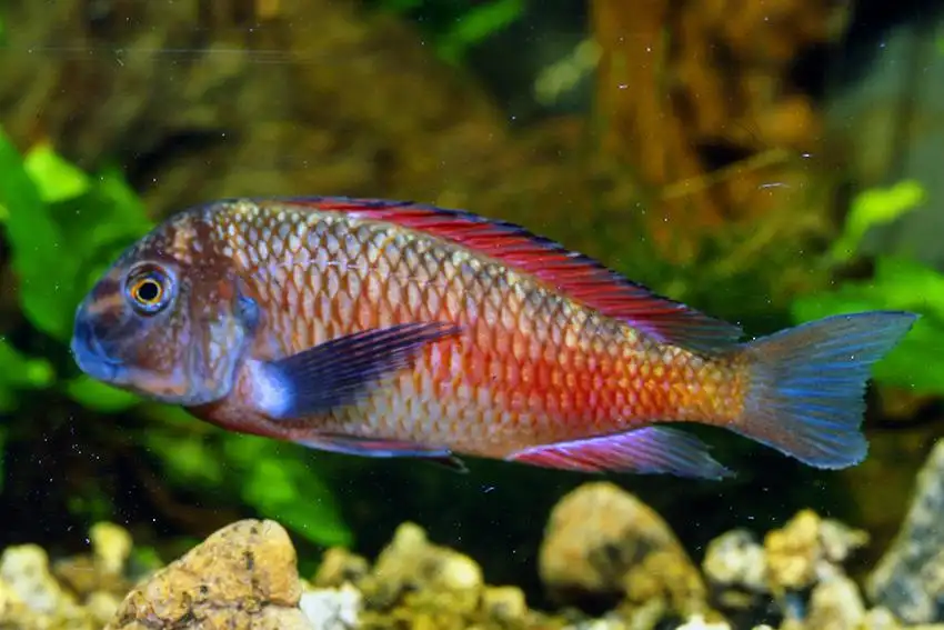 تروفئوس موری (Tropheus moorii)