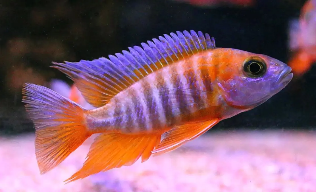 ماهی سیچلاید پری (Aulonocara jacobfreibergi)