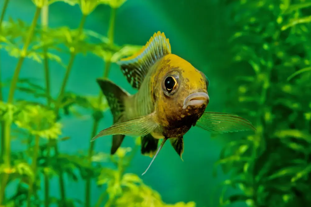 ماهی سیچلاید پری (Aulonocara jacobfreibergi)