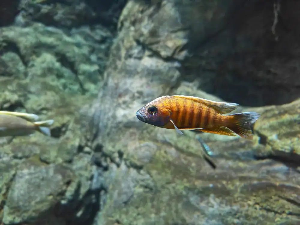 ماهی سیچلاید پری (Aulonocara jacobfreibergi)