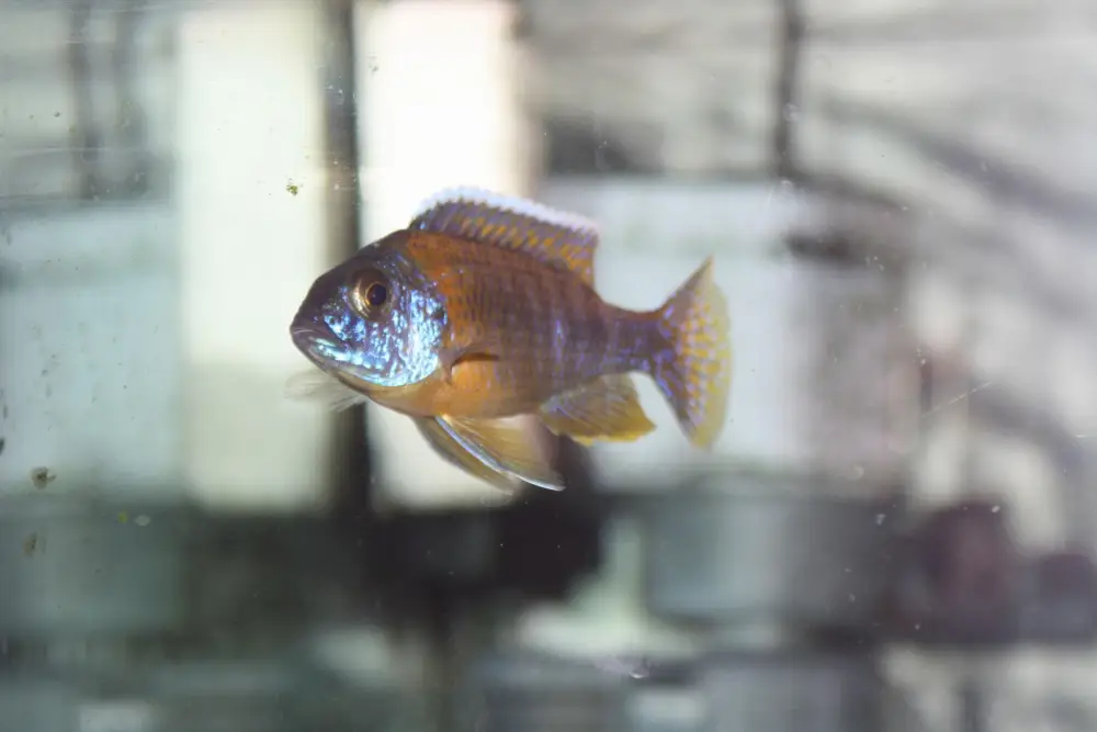 ماهی سیچلاید پری (Aulonocara jacobfreibergi)