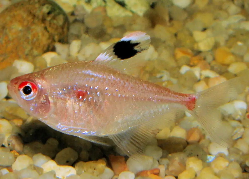 ماهی تترا قلب‌ خونین (Hyphessobrycon erythrostigmata)