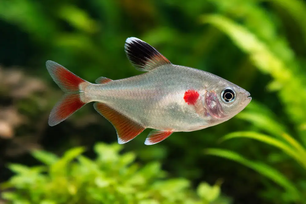 ماهی تترا قلب‌ خونین (Hyphessobrycon erythrostigmata)