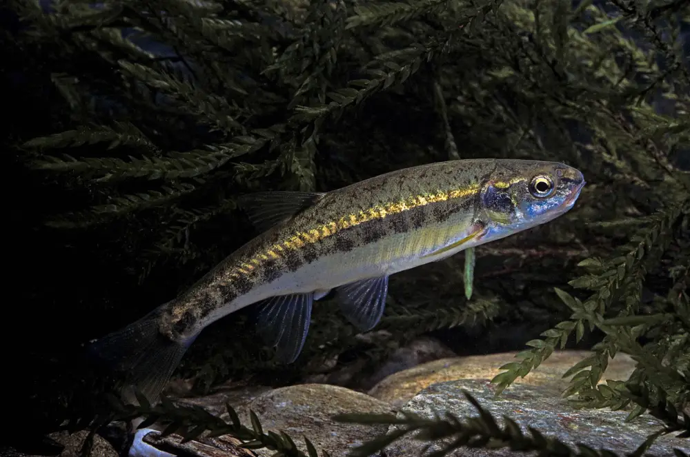 ماهی مینوی اروپایی (Phoxinus phoxinus)