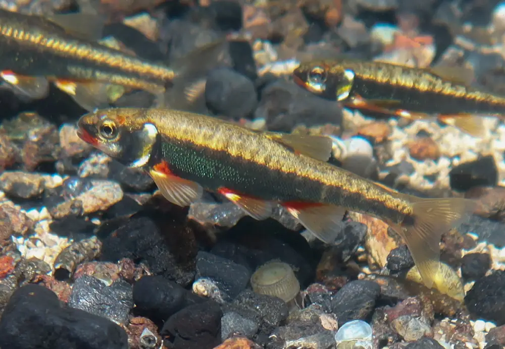 ماهی مینوی اروپایی (Phoxinus phoxinus)