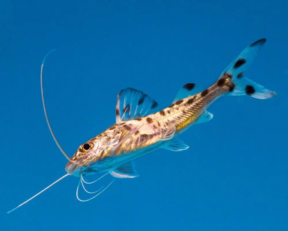 گربه ماهی پیکتوس (Pimelodus pictus)