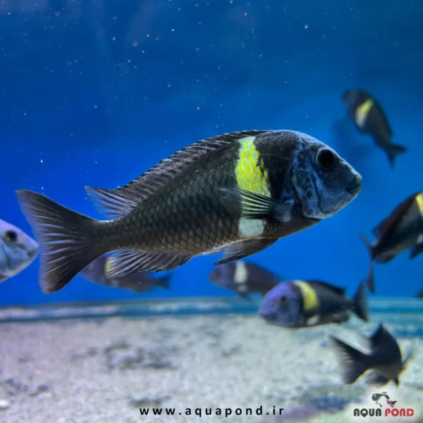 ماهی تروفئوس دبوسی ماسوا(Tropheus Duboisi Maswa )