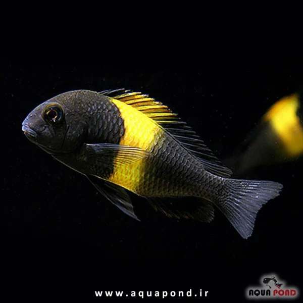 ماهی تروفئوس بلک کایریزا