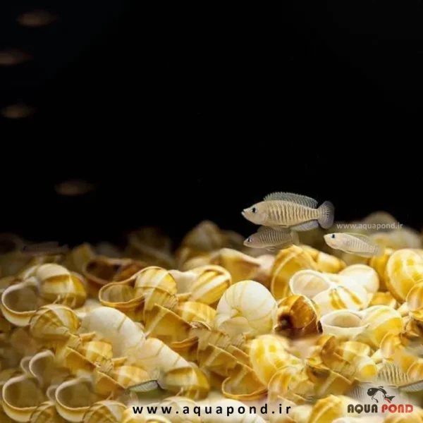 ماهی صدفزی سیمیلیس(Neolamprologus similis)