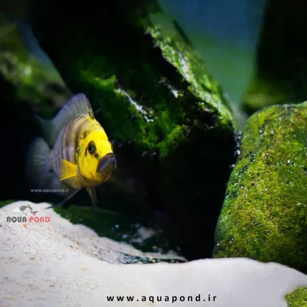 ماهی صدفزی کالووس گلد هد موزی( Altolamprologus Calvus Gold Head Muzi)