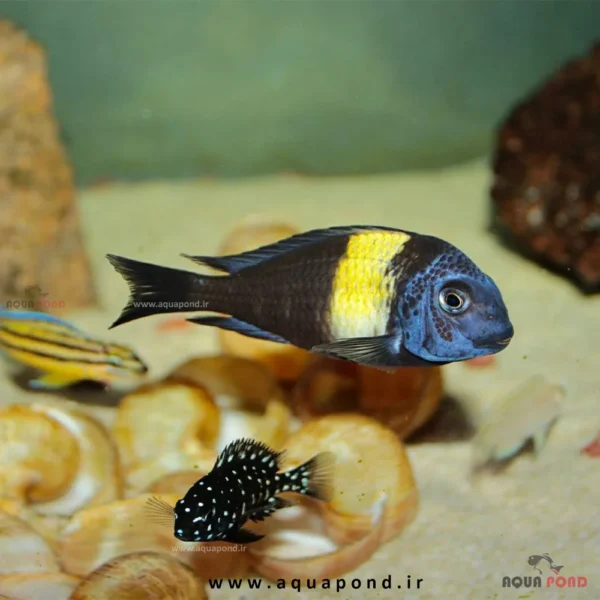 ماهی تروفئوس دبوسی ماسوا(Tropheus Duboisi Maswa )