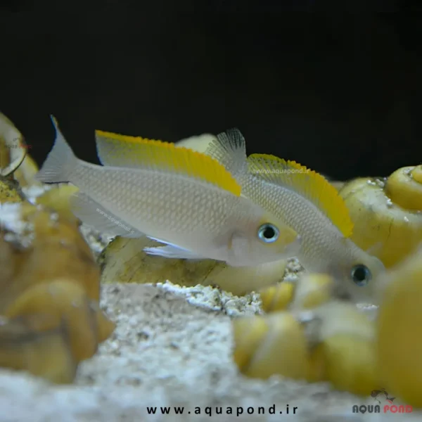 ماهی صدفزی پانک(Caudopunctatus fish)