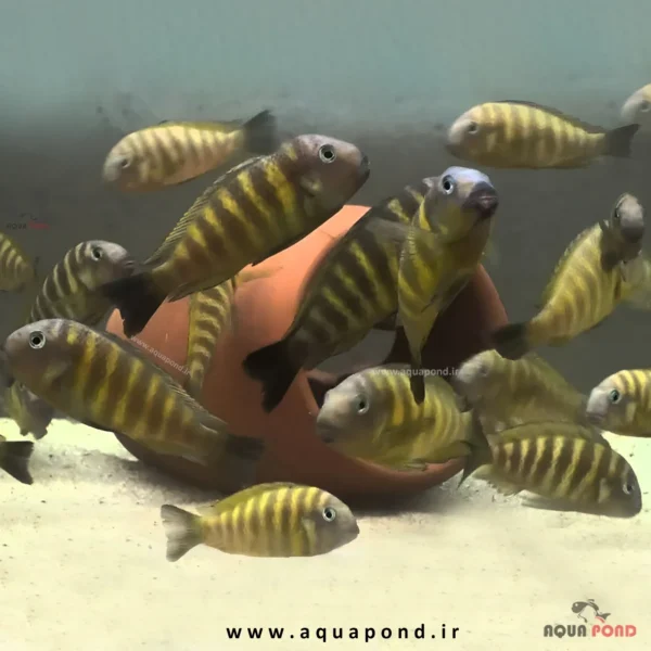 تروفئوس موتانت کیپیلی(Tropheus mutant kipili)