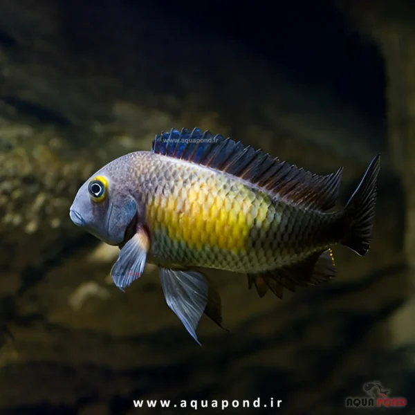 ماهی تروفئوس کاساکلاوه(Tropheus casaclava)