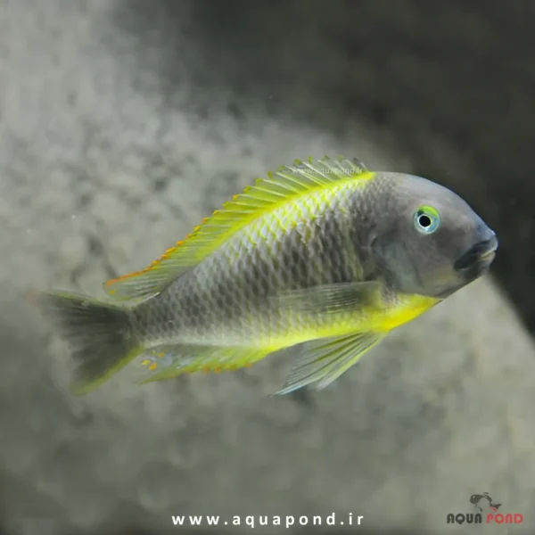 ماهی تروفئوس یو جی جی brichardi ujiji