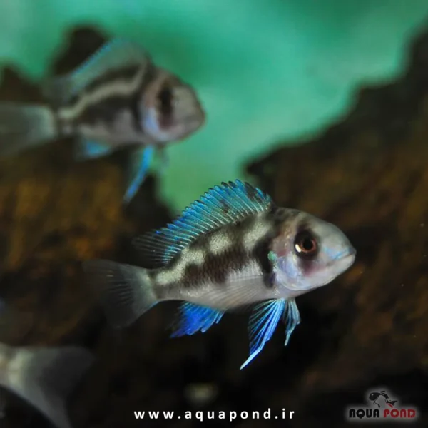 ماهی فرانتوزا بروندی(Frantoza Burundi)