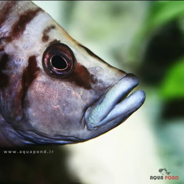 ماهی کالووس بلک(Altolamprologus Calvus Black)