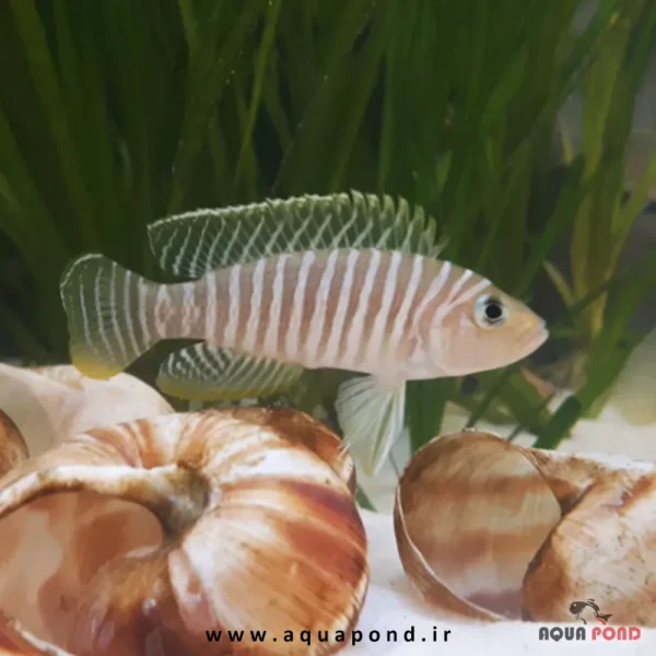 ماهی صدفزی سیمیلیس(similis)