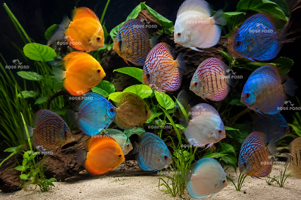 انواع دیسکس