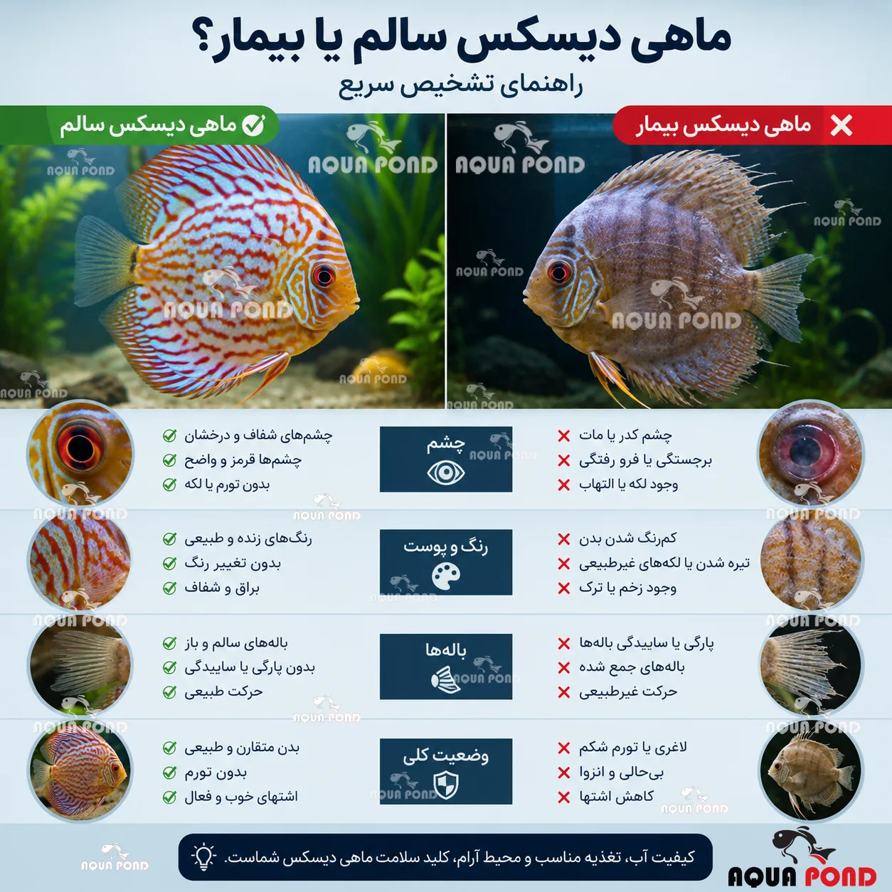 سلامت ماهی دیسکس-ماهی دیسکس سالم